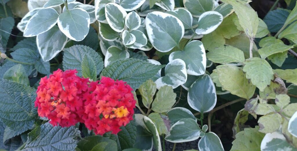 ウォーキングコースで見つけた赤いランタナの花