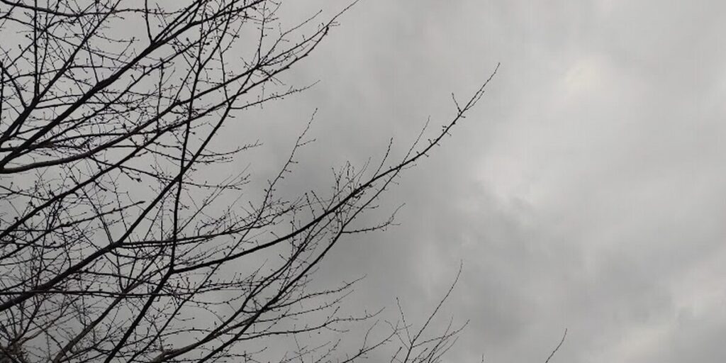 雨上がりでも黒い雲が残る空と、葉のない寒そうな木の風景