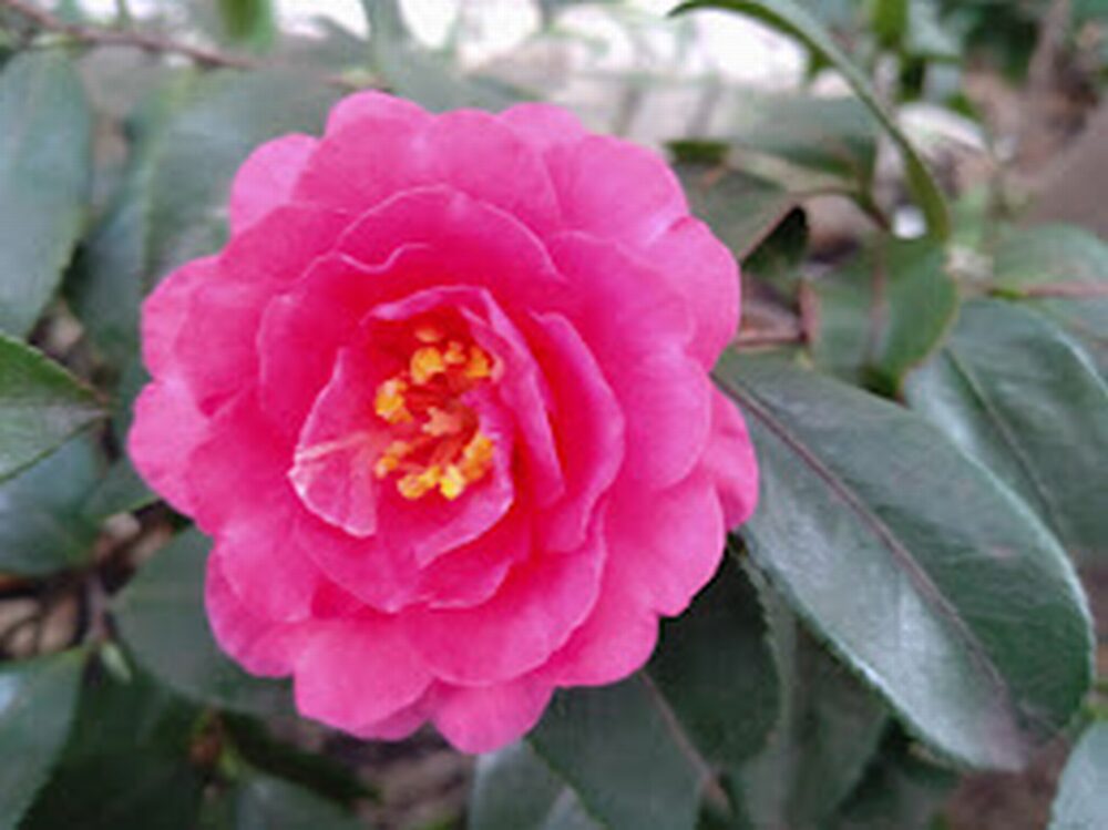 強風が吹く冬のウォーキング中に見つけたサザンカの花。冷たい風に負けず咲く姿を見て、肌のバリア機能維持を頑張る決意を新たにする。