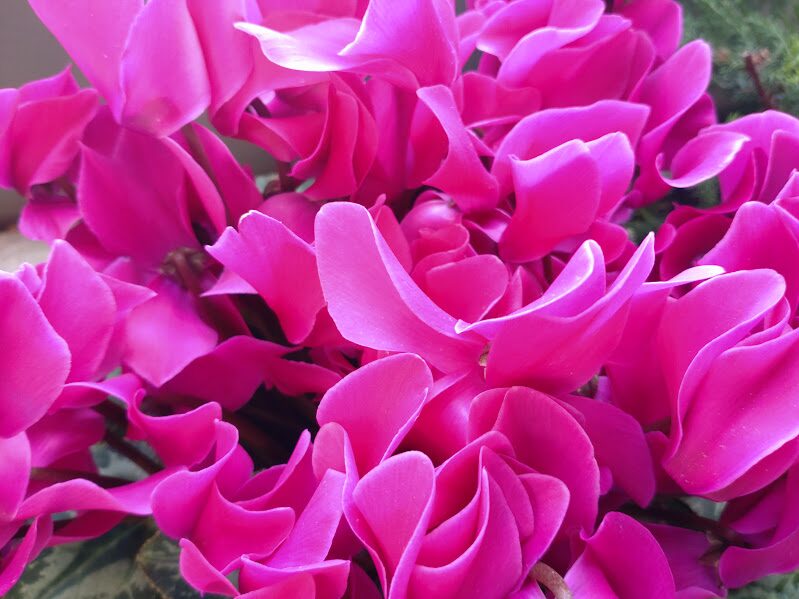 ウォーキング中に公園で見つけた鮮やかなピンクのシクラメンの花