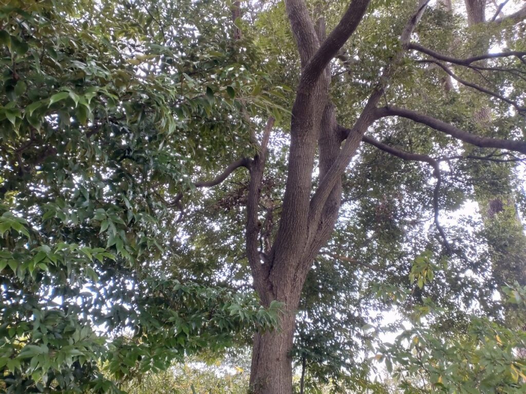 冬の朝、ウォーキング中に通った公園の森の中