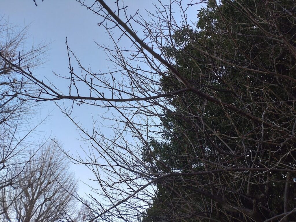 冬の公園でふくらみ始めた梅のつぼみ