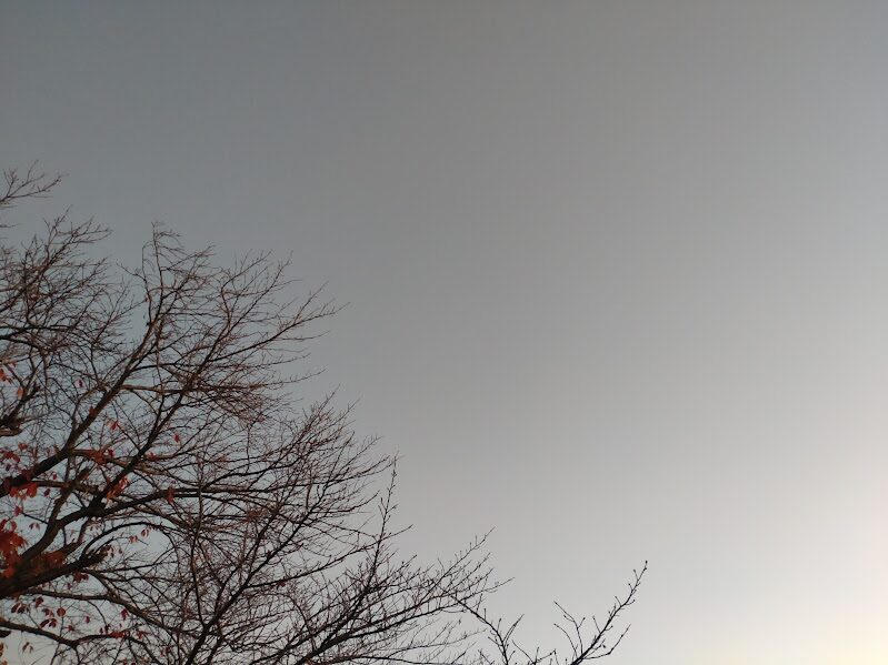 冬のウォーキング中に見上げた薄暗い空と葉の少ない木。乾燥と寒さを感じる風景。
