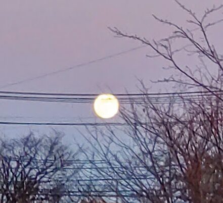 夕方のウォーキング中に見上げた木々に挟まれたスーパームーンの写真